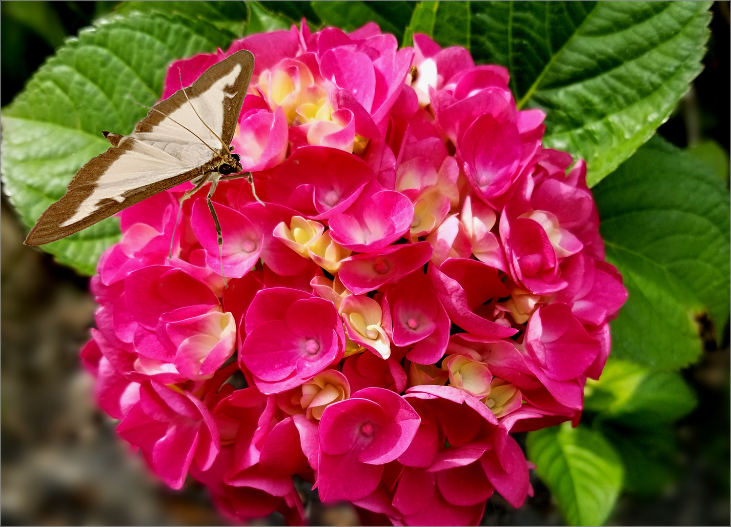 Hortensie mit  Besuch vom Buchsbaumzünsler