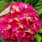 Hortensie mit  Besuch vom Buchsbaumzünsler