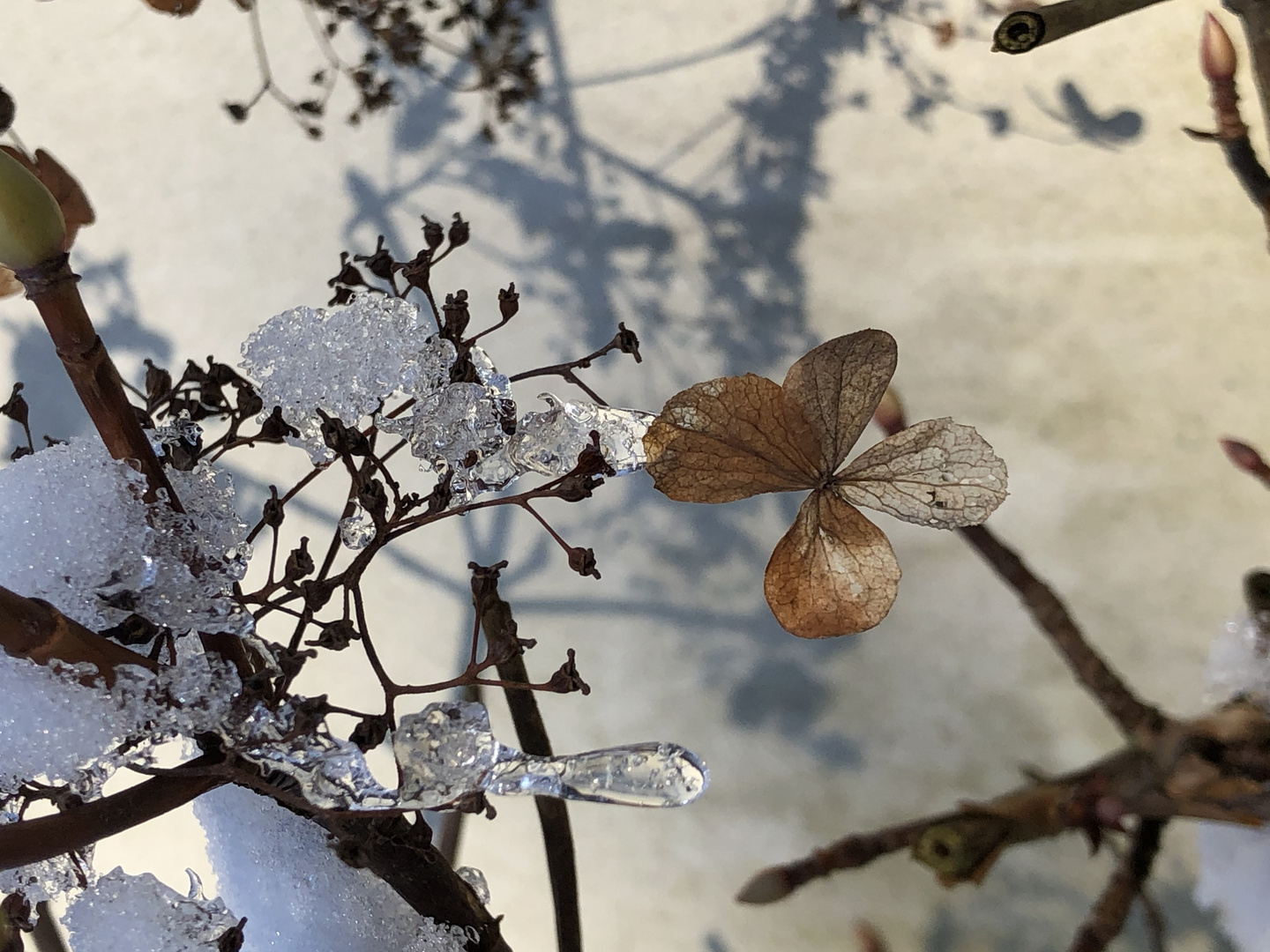 Hortensie mit Eiskristall