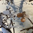 Hortensie mit Eiskristall