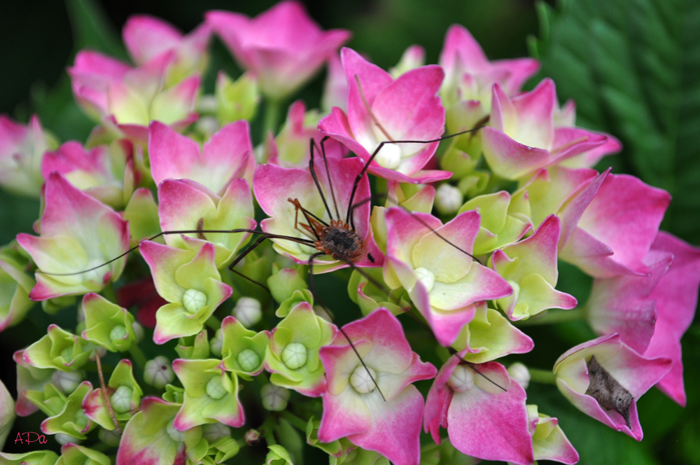 Hortensie mit Gast