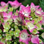 Hortensie mit Gast