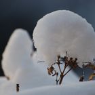 Hortensie mit Häubchen