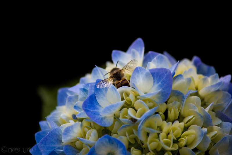 Hortensie mit Insekt