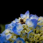 Hortensie mit Insekt