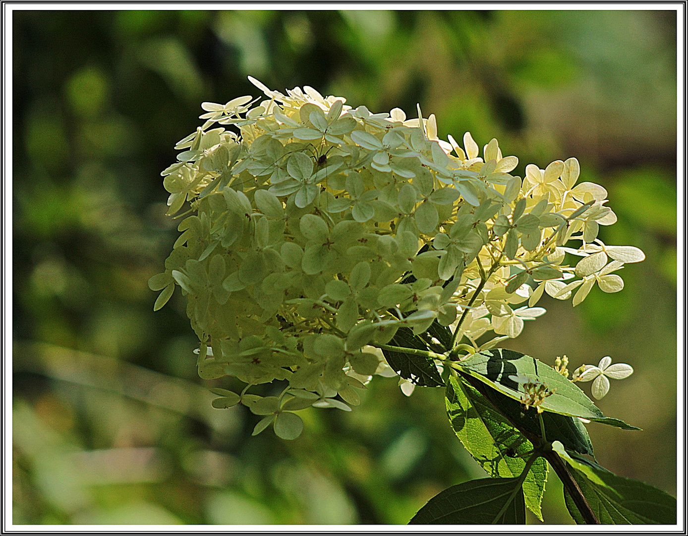 Hortensie mit Langbein