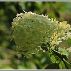 Hortensie mit Langbein