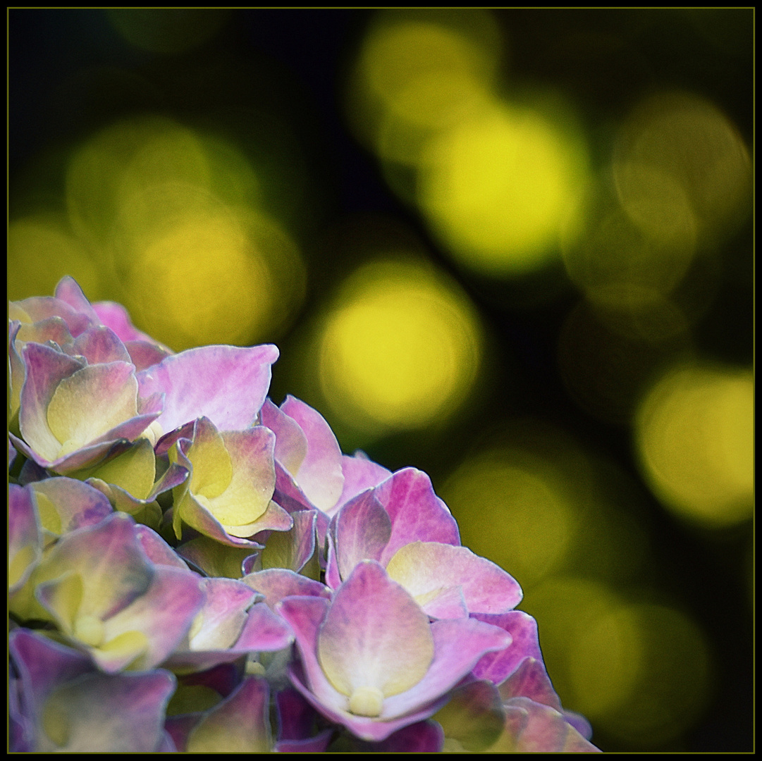 Hortensie mit letztem einfallenden Licht...