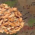 Hortensie mit Musik