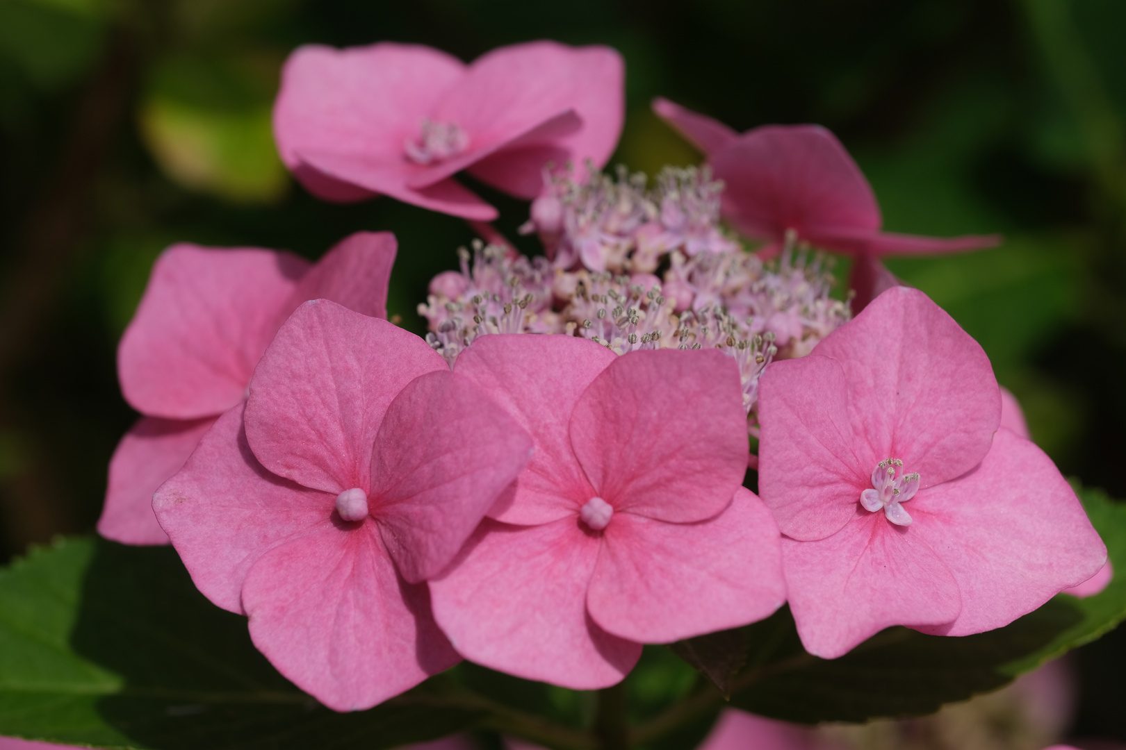 Hortensie mit rosa Tellerblüten (Hydrangea macrophylla)