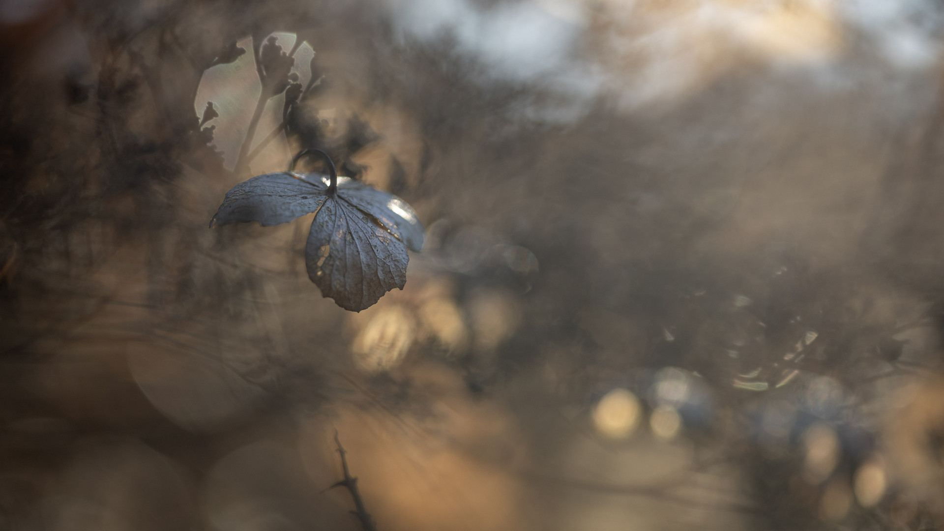 Hortensie mit Scherenschnittbokeh