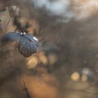 Hortensie mit Scherenschnittbokeh