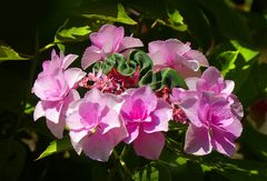 Hortensie mit Schlangenblatt