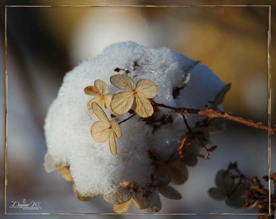 Hortensie mit Schnee 