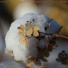 Hortensie mit Schnee 