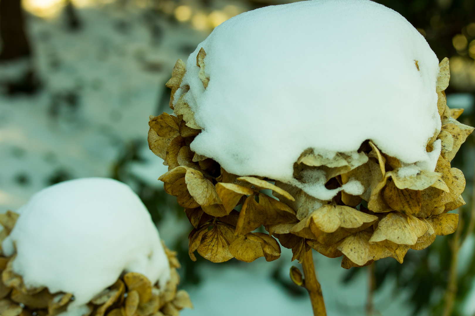 Hortensie mit Schnee-Häubchen