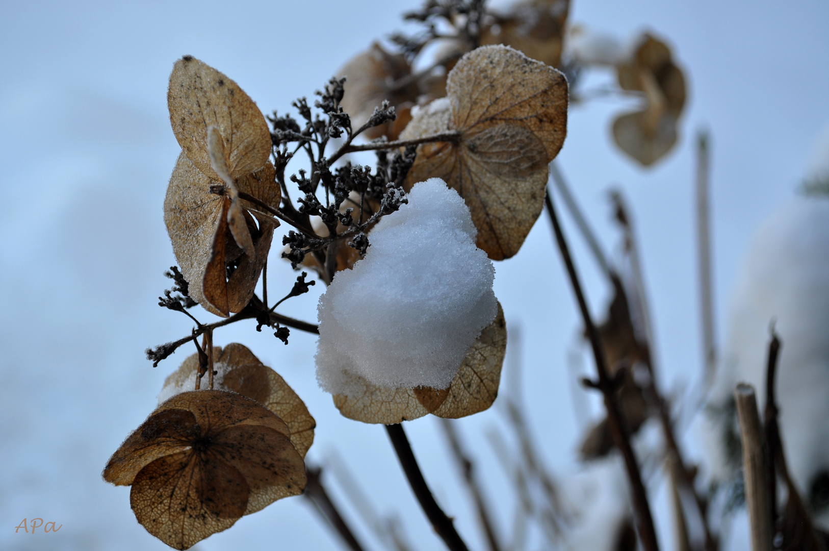 Hortensie mit Schneehäubchen