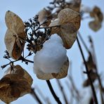 Hortensie mit Schneehäubchen