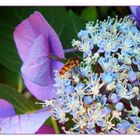 Hortensie mit Stechfliege