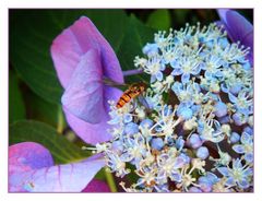 Hortensie mit Stechfliege