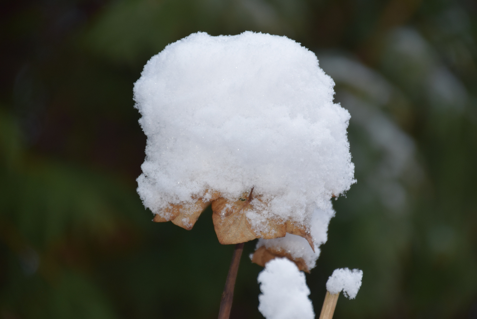 Hortensie mit Zuckerhaube