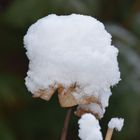 Hortensie mit Zuckerhaube