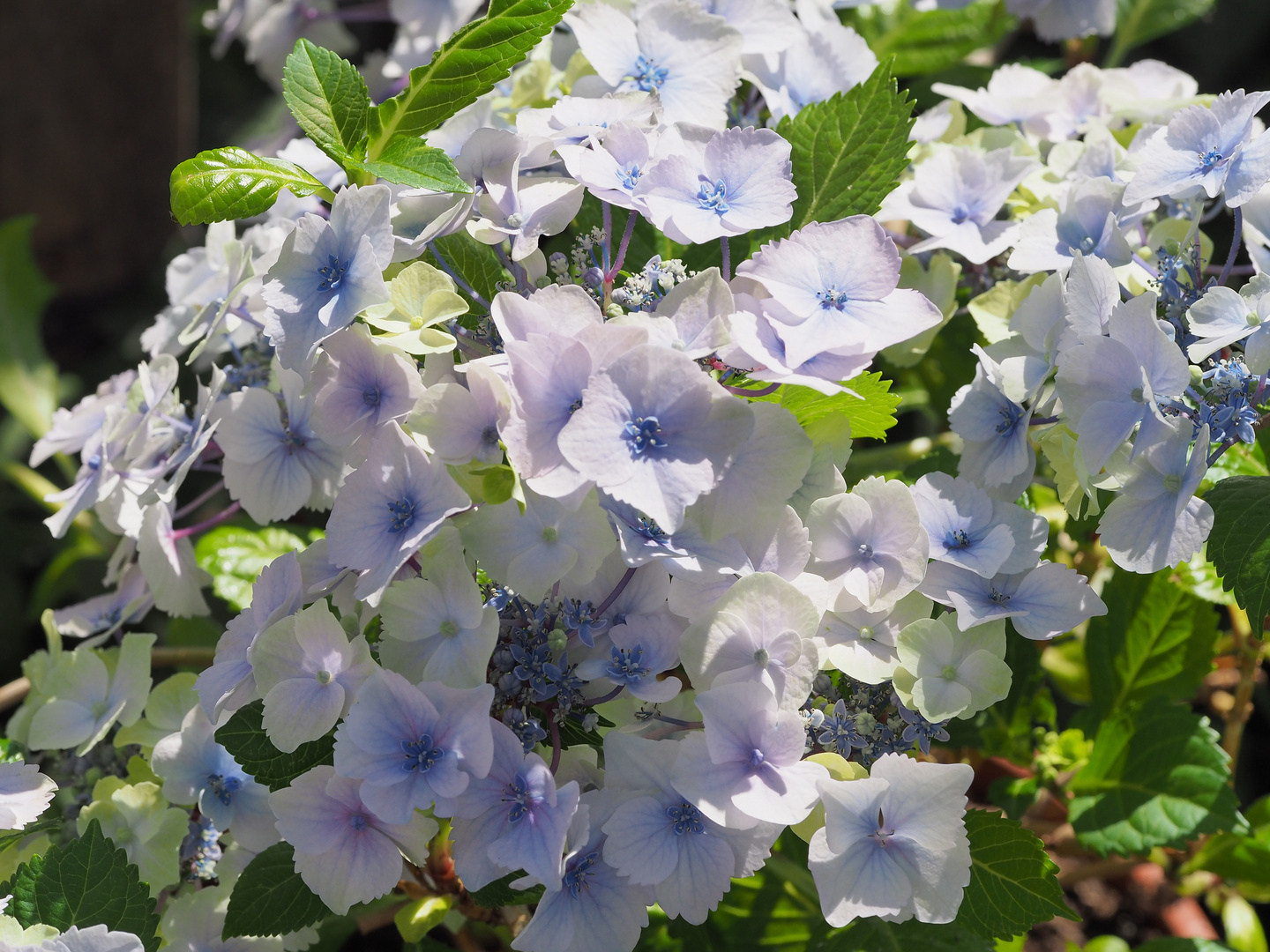 Hortensie/ Mittwochsblume 