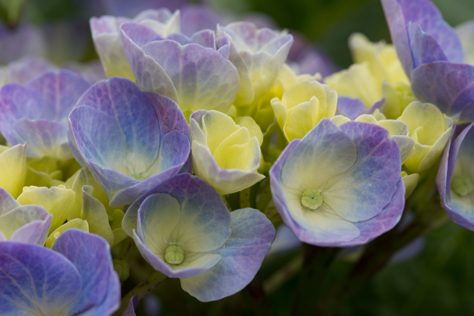 Hortensie nach dem Regen