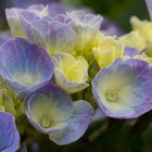 Hortensie nach dem Regen