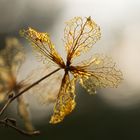 Hortensie neu