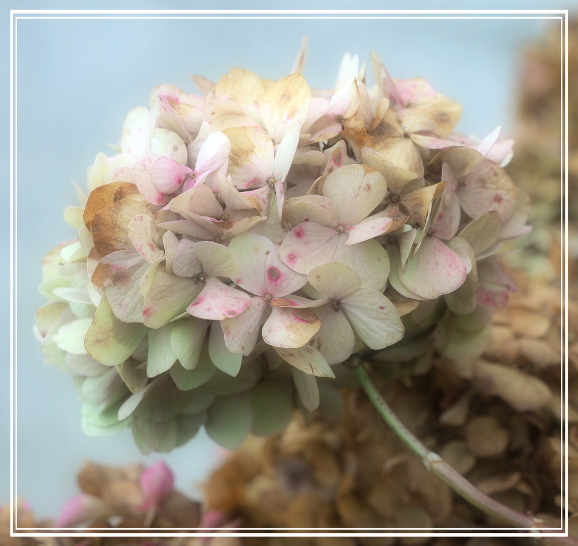 hortensie oder die vergangenheit