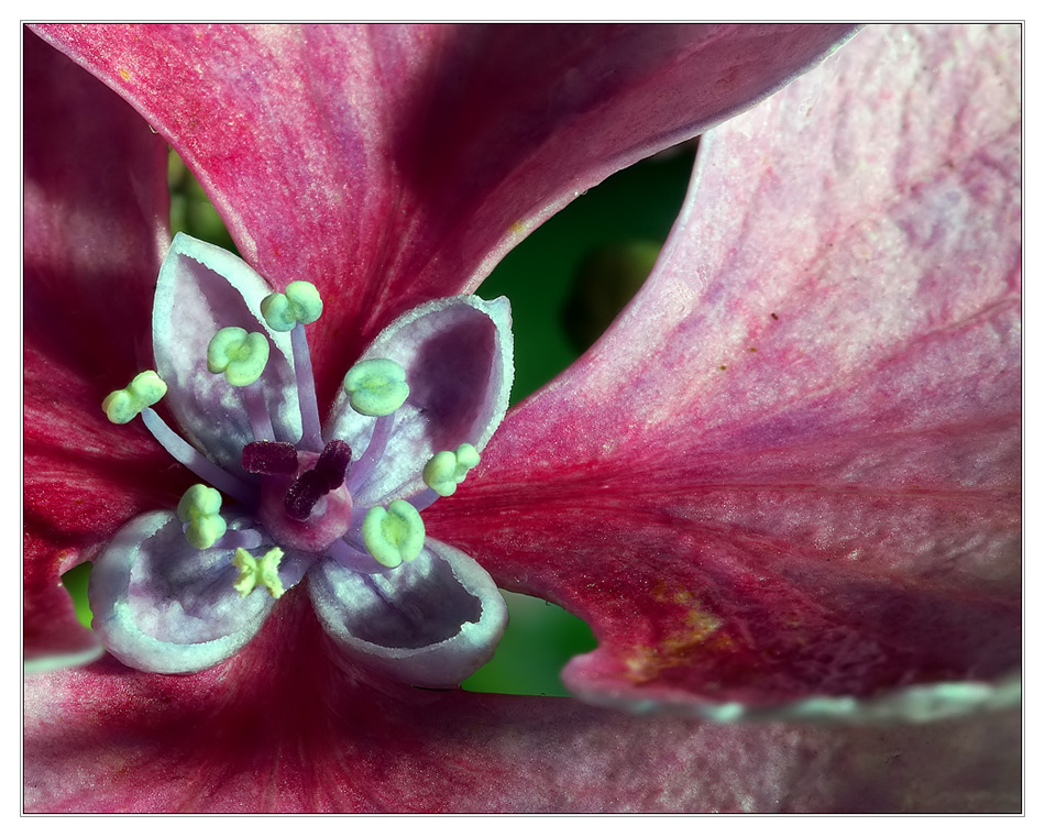 Hortensie ohne