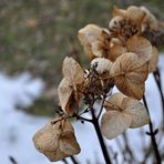 Hortensie - ohne Schneehäubchen**