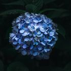 Hortensie - Osaka