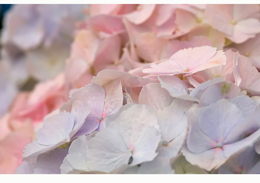 Hortensie 'Pink u. Blue Wonder'