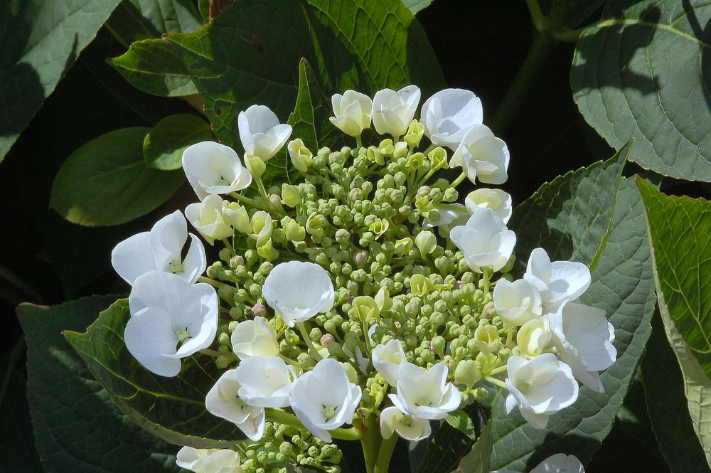 Hortensie Serrata