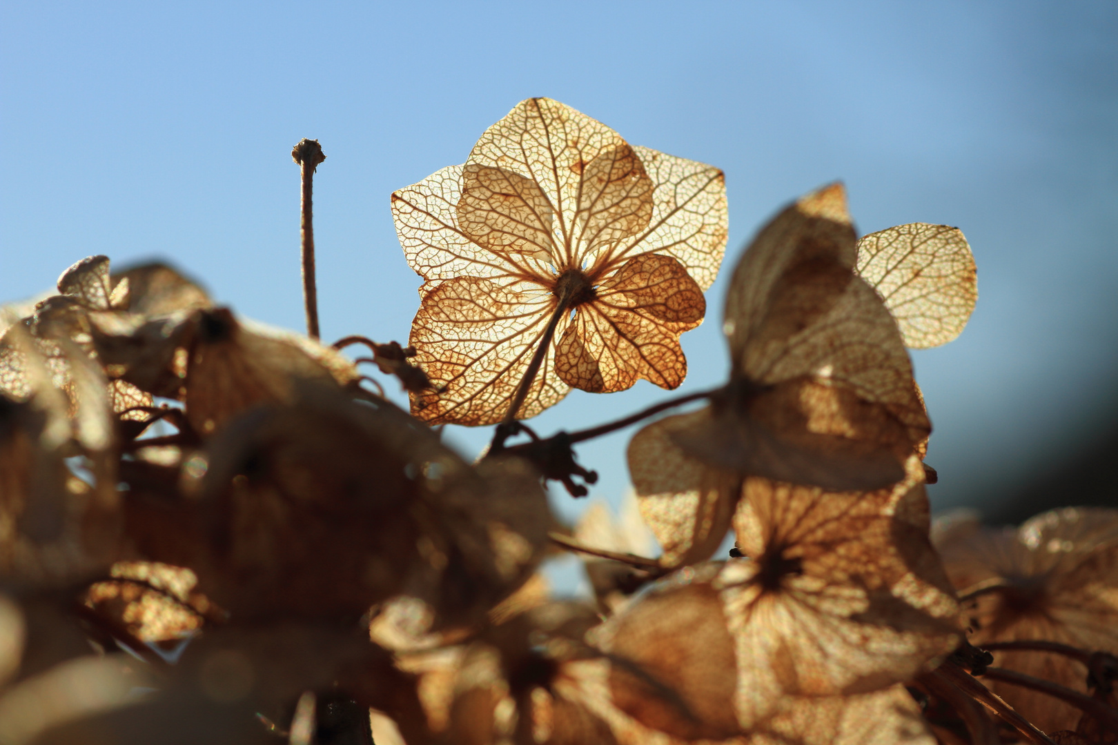 Hortensie, sogar trocken noch schön