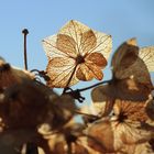 Hortensie, sogar trocken noch schön