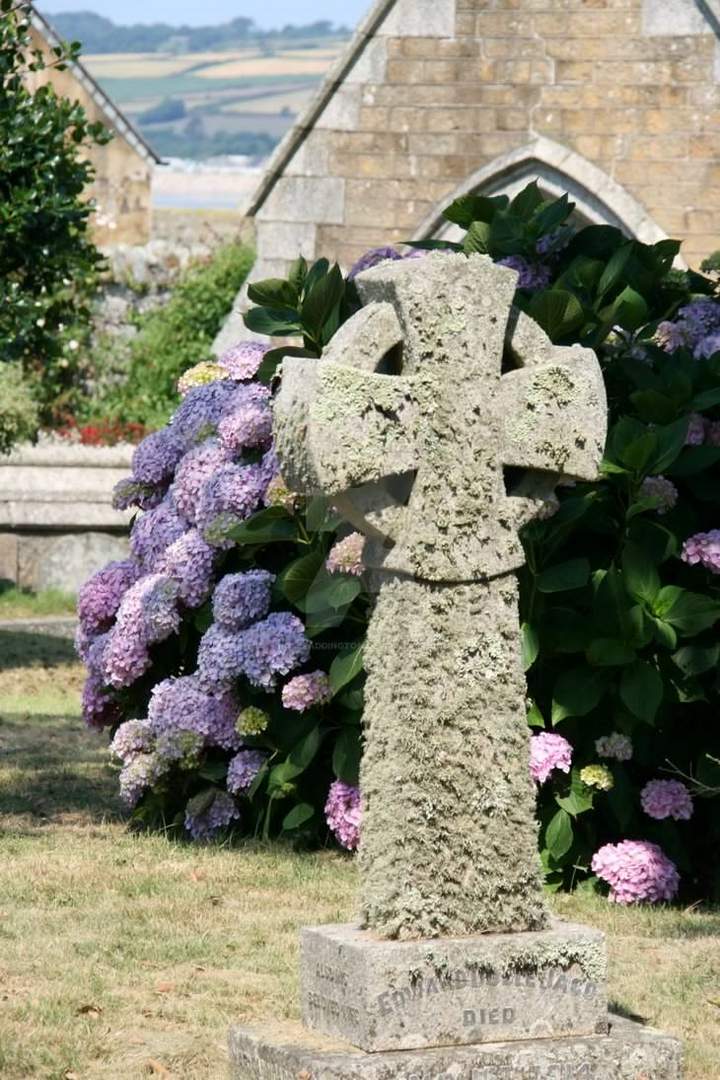 Hortensie, St Michaels Mount