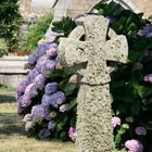 Hortensie, St Michaels Mount