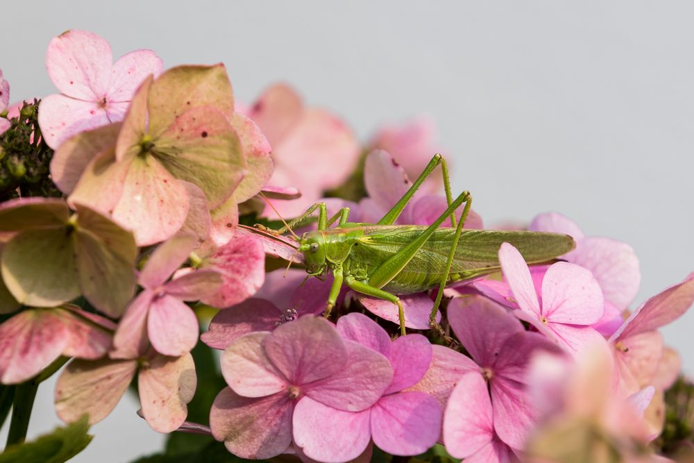 _Hortensie trifft grünes Heupferdweibchen