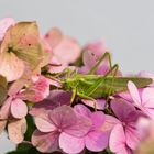 _Hortensie trifft grünes Heupferdweibchen