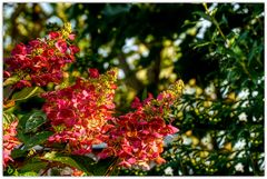 Hortensie Vanille Fraise