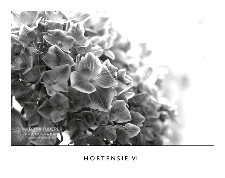 Hortensie VI