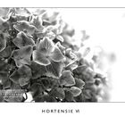 Hortensie VI