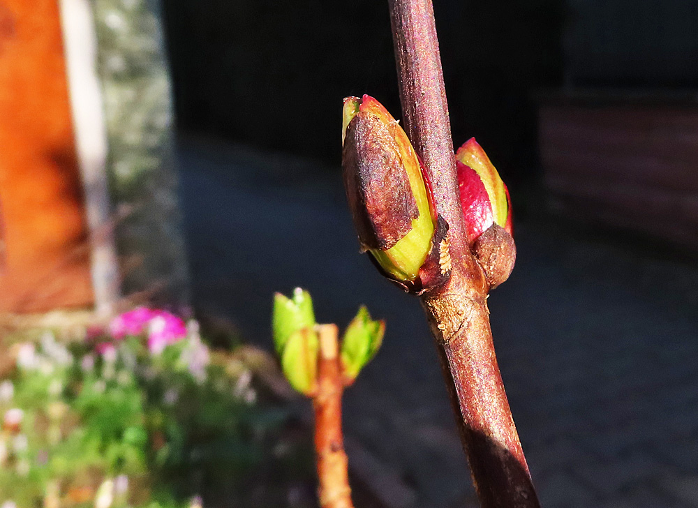 Hortensie vom gestrigen Tag