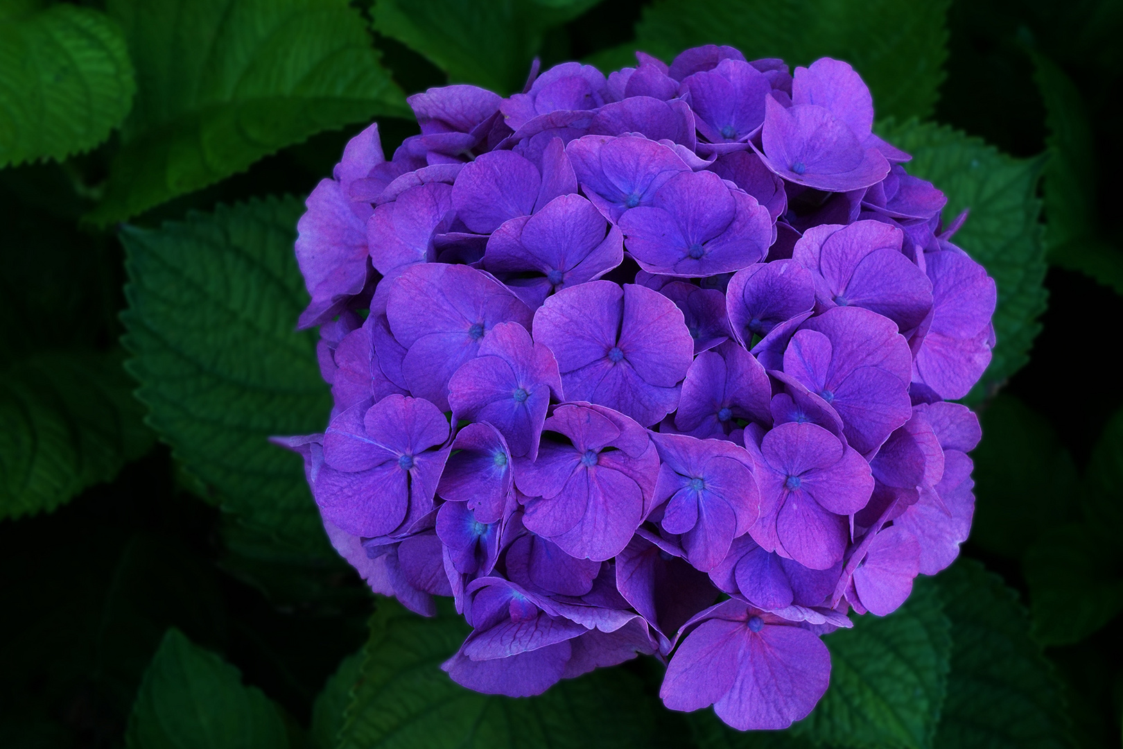 Hortensie zum Mittwoch