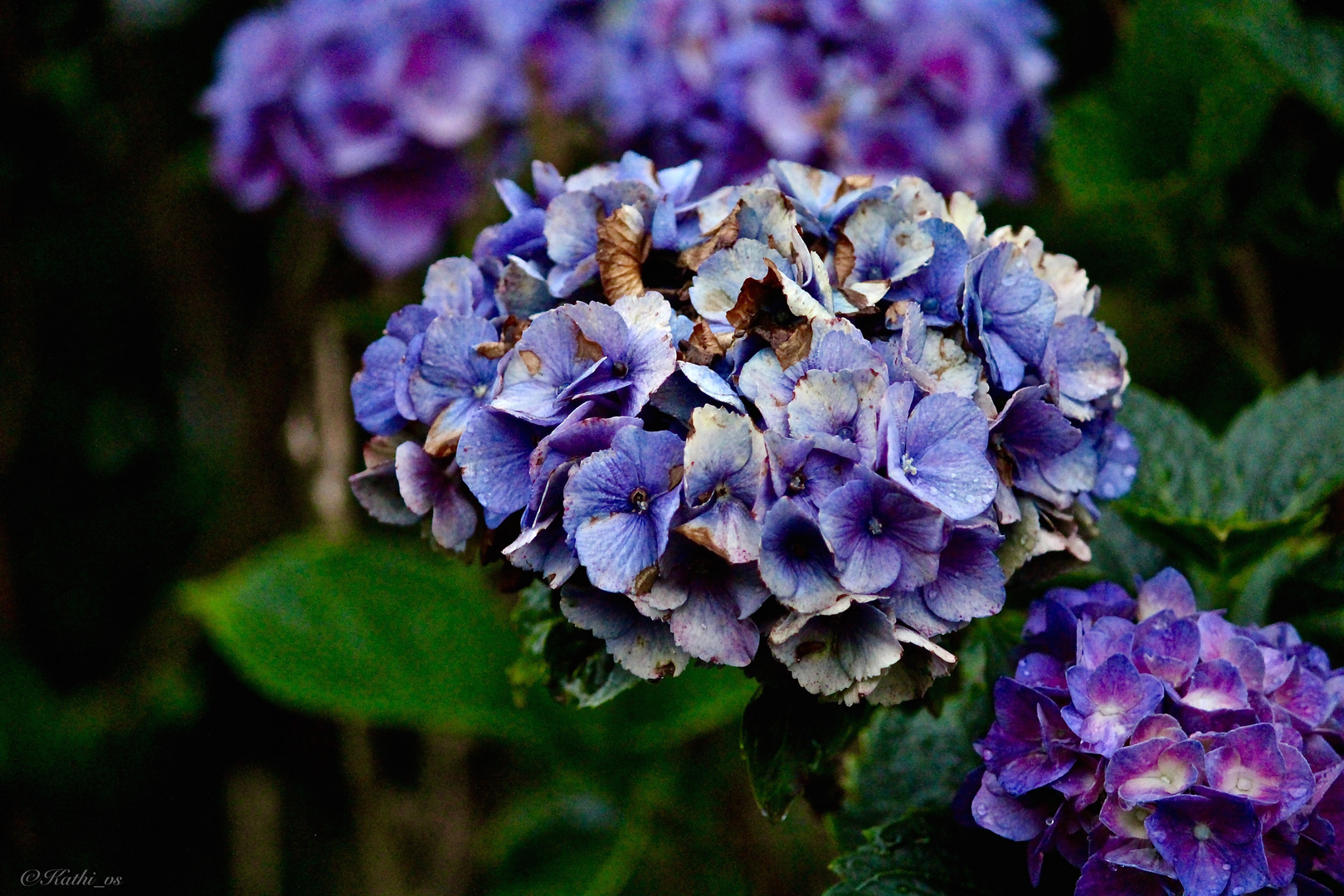 Hortensie_1