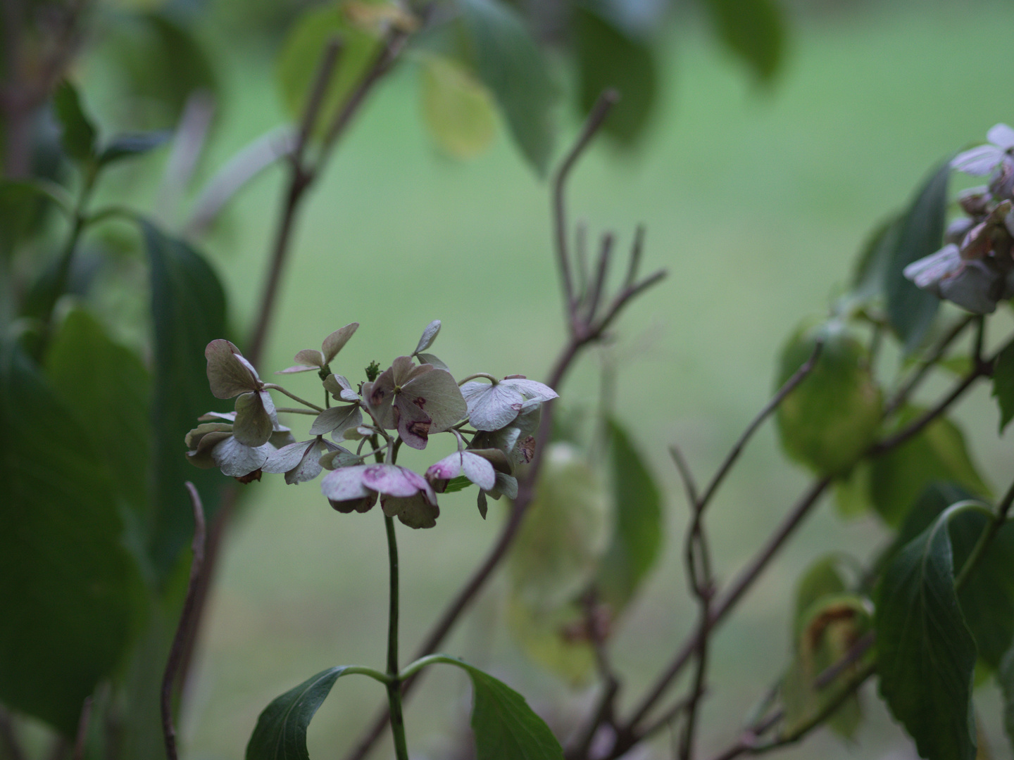 Hortensie#2