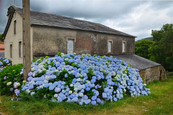 Hortensien als Hecke